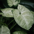 Syngonium houseplant leaves