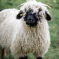 Valais Blacknose sheep on an alpine hiking trail in Zermatt